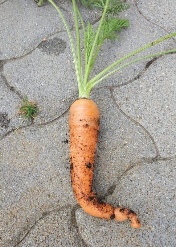 organic carrot
