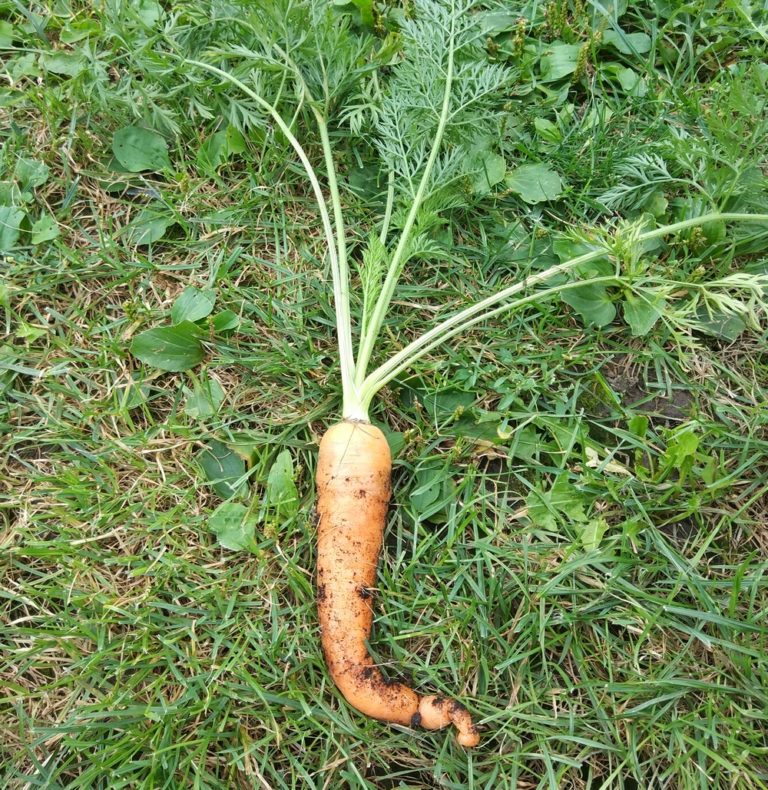 carrot in garden
